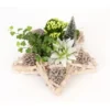 Winterliches Pflanzen-Arrangement Im Deko-Stern Topf-Ø Ca. 29 Cm -Günstiges Heissner Geschäft 8719194231146 4883