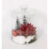 Weihnachtliches Echeverien-Arrangement Im Deckelglas Topf-Ø Ca. 17 Cm 2 Weihnachtliches Echeverien-Arrangement Im Deckelglas Topf-Ø Ca. 17 Cm -Günstiges Heissner Geschäft 8719194231283 4883