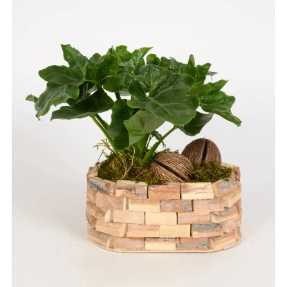 Philodendron-Arrangement Im Holz-Gefäß Topf-Ø Ca. 25 Cm 3 Philodendron-Arrangement Im Holz-Gefäß Topf-Ø Ca. 25 Cm