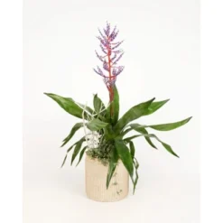 Arrangement Mit Lanzenrosette Topf-Ø Ca. 18 Cm