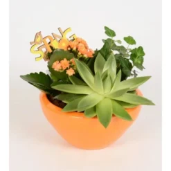 Pflanzen-Arrangement In Keramik-Schale Topf-Ø Ca. 18 Cm -Günstiges Heissner Geschäft 8719194235229 4883 2