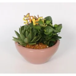 Pflanzen-Arrangement In Keramik-Schale Topf-Ø Ca. 18 Cm -Günstiges Heissner Geschäft 8719194235229 4883 3