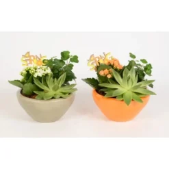 Pflanzen-Arrangement In Keramik-Schale Topf-Ø Ca. 18 Cm -Günstiges Heissner Geschäft 8719194235229 4883 4