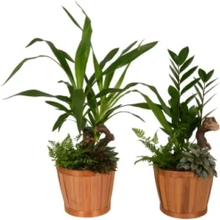 Grünpflanzen-Arrangement Im Bambus-Gefäß Topf-Ø Ca. 18 Cm -Günstiges Heissner Geschäft 8719194235274 4883 3