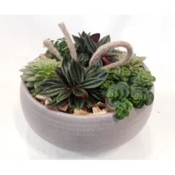 Blattpflanzen-Arrangement In Grauer Schale Topf-Ø Ca. 23 Cm -Günstiges Heissner Geschäft 8719194235502 4883 2