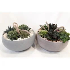 Blattpflanzen-Arrangement In Grauer Schale Topf-Ø Ca. 23 Cm -Günstiges Heissner Geschäft 8719194235502 4883 3