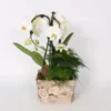 Orchideen-Arrangement Im Holz-Gefäß Topf-Ø Ca. 21 Cm -Günstiges Heissner Geschäft 8719194235533 4883 1