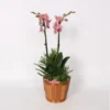 Orchideen-Arrangement Im Bambus-Gefäß Topf-Ø Ca. 20 Cm 1 Orchideen-Arrangement Im Bambus-Gefäß Topf-Ø Ca. 20 Cm -Günstiges Heissner Geschäft 8719194235847 4883 1
