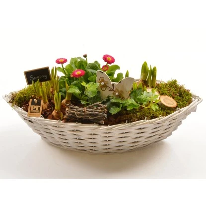 Frühlingsschale Höhe Ca. 20 - 30 Cm Im Korbboot 3 Frühlingsschale Höhe Ca. 20 - 30 Cm Im Korbboot