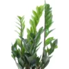 Glücksfeder Im Korbgefäß Topf-Ø Ca. 17 Cm Zamioculcas Zamiifolia -Günstiges Heissner Geschäft 8719194283268 4883