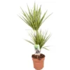 Drachenbaum "Sunray" Höhe Ca. 70-75 Cm Topf-Ø Ca. 17 Cm Dracaena Marginata -Günstiges Heissner Geschäft 8719194312913 4883 S 01
