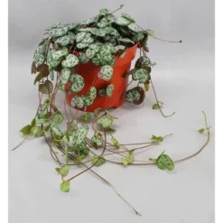 Leuchterblume Höhe Ca. 15-20 Cm Topf-Ø Ca. 12 Cm Ceropegia Woodii