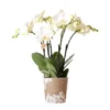 Schmetterlingsorchidee "Jewel" Weiß Höhe Ca. 45 Cm Topf-Ø Ca. 12 Cm