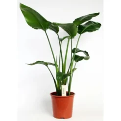 Strelitzie Höhe Ca. 90-100 Cm Topf-Ø Ca. 19 Cm Strelitzia Nicolai