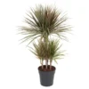 Drachenbaum In Sorten Höhe Ca. 90-110 Cm Topf-Ø Ca. 21 Cm Dracaena Marginata