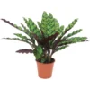 GROW By OBI Korbmarante Ca. 40 - 55 Cm Calathea Lancifolia