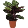GROW By OBI Korbmarante "Angela" Ca. 75 -85 Cm Calathea Roseopicta -Günstiges Heissner Geschäft 8719194451506 4883 S 01