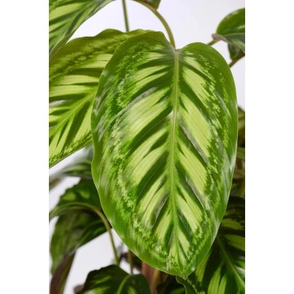 GROW By OBI Korbmarante "Flamestar" Ca. 75 - 85 Cm Calathea 4 GROW By OBI Korbmarante "Flamestar" Ca. 75 - 85 Cm Calathea – Bild 2