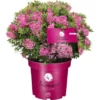 Zwerg-Rhododendron Bloombux® Magenta Höhe Ca. 20 - 30 Cm Topf Ca. 5 L -Günstiges Heissner Geschäft 872767 3358 1