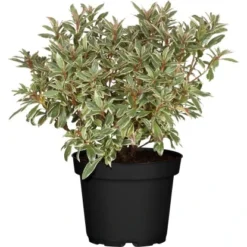 Rhododendron "Bollywood" Rosa Höhe Ca. 20 - 30 Cm Topf Ca. 3 L Rhododendron