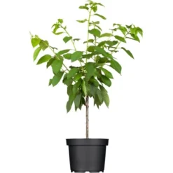 OBI Süßkirsche "Büttners Rote Knorpelkirsche" Rot Höhe Ca.120-140 Cm Topf Ca.7 L