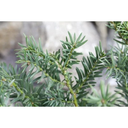 Eibe Set à 40 Stück Höhe Ca. 80 - 100 Cm Ballenware Taxus Baccata 6 Eibe Set à 40 Stück Höhe Ca. 80 - 100 Cm Ballenware Taxus Baccata – Bild 4