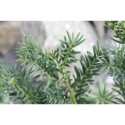 Eibe Set à 30 Stück Höhe Ca. 80 - 100 Cm Ballenware Taxus Baccata -Günstiges Heissner Geschäft 8953127 3358 4 3