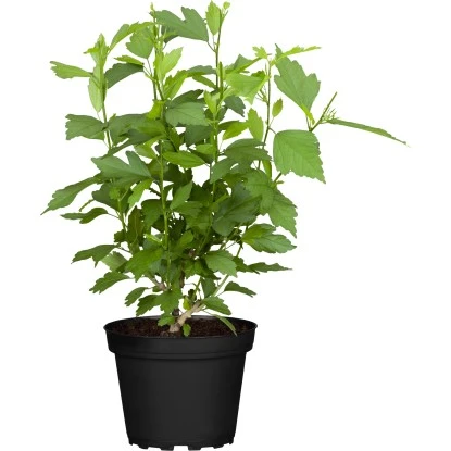 OBI Garteneibisch "Chiffon"Höhe Ca. 40 - 60 Cm Topf Ca. 3 L Hibiscus Syriacus 3 OBI Garteneibisch "Chiffon"Höhe Ca. 40 - 60 Cm Topf Ca. 3 L Hibiscus Syriacus