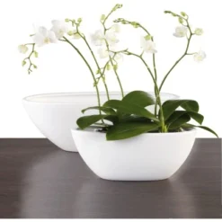 Scheurich Orchideenschale 430 30 Cm X 13 Cm Panna -Günstiges Heissner Geschäft 9144437 2266 2