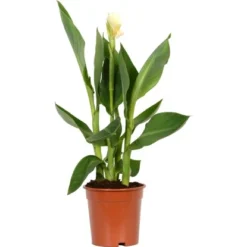 Blumenrohr "Cleopatra" Mix Topf-Ø Ca. 17 Cm -Günstiges Heissner Geschäft 9196288 4883 Canna mix 1