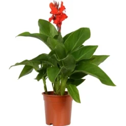 Blumenrohr "Cleopatra" Mix Topf-Ø Ca. 17 Cm -Günstiges Heissner Geschäft 9196288 4883 Canna mix 2