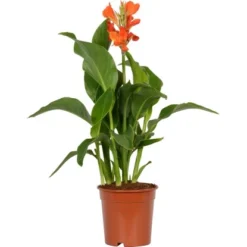 Blumenrohr "Cleopatra" Mix Topf-Ø Ca. 17 Cm -Günstiges Heissner Geschäft 9196288 4883 Canna mix 3