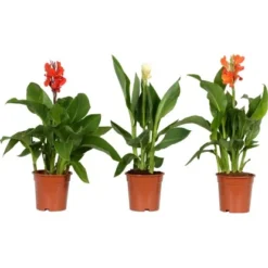 Blumenrohr "Cleopatra" Mix Topf-Ø Ca. 17 Cm -Günstiges Heissner Geschäft 9196288 4883 Canna mix 4