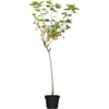 GROW By OBI Bio Johannisbeere Fußstamm Rot Ribes Rubrum -Günstiges Heissner Geschäft 932134 3358 01
