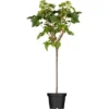 GROW By OBI Bio Johannisbeere Schwarz Höhe Ca. 60 - 80 Cm Ribes Nigrum 2 GROW By OBI Bio Johannisbeere Schwarz Höhe Ca. 60 - 80 Cm Ribes Nigrum -Günstiges Heissner Geschäft 932135 3358 01