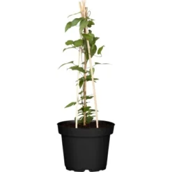 OBI Waldrebe Pyramide Höhe Ca. 70 - 80 Cm Topf-Ø Ca. 18 Cm Clematis