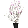Niedrige Magnolie "Susan" Purpurot Höhe Ca. 80 - 100 Cm Topf Ca. 12 L Magnolia 1 Niedrige Magnolie "Susan" Purpurot Höhe Ca. 80 - 100 Cm Topf Ca. 12 L Magnolia -Günstiges Heissner Geschäft 942048 3358 1