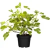 Feige "Perretta" Höhe Ca. 30 - 40 Cm Topf Ca. 2 L Ficus Carica