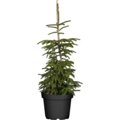 Orientalische Gold-Fichte "Aureospicata" Höhe Ca. 20 -25cm Topf Ca. 5 L