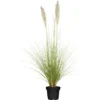 OBI Pampasgras "Comet" Topf-Ø Ca. 34 Cm Cortaderia Selloana