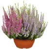 GROW By OBI Besenheide Schale-Ø Ca. 23 Cm Calluna Garden Girls -Günstiges Heissner Geschäft 965844 3358 01