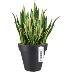 Elho Blumentopf Pure Ø 39 Cm Anthrazit -Günstiges Heissner Geschäft 966887 4667 05