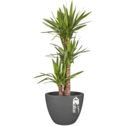 Elho Blumentopf Pure Soft Mit Rollen Ø 39 Cm Anthrazit -Günstiges Heissner Geschäft 966894 4667 05