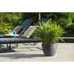 Elho Blumentopf Pure Soft Mit Rollen Ø 39 Cm Anthrazit -Günstiges Heissner Geschäft 966894 4667 06