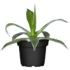 Agave Topf-Ø Ca. 17 Cm -Günstiges Heissner Geschäft 9694332 3358 1