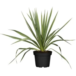 Palmlilie Outdoor Weiß Topf-Ø Ca. 17 Cm Yucca Filamentosa