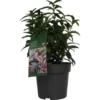 Duft-Fleischbeere "Winter Gem" Höhe Ca. 20 - 30 Cm Topf Ca. 3,4 L Sarcococca -Günstiges Heissner Geschäft 986331 3358 1