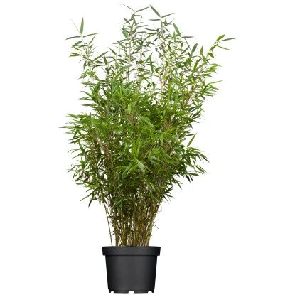 Schirmbambus "Rufa" Set à 45 Stück Höhe Ca. 125-150 Cm Topf Ca. 7,5 L Fargesia 3 Schirmbambus "Rufa" Set à 45 Stück Höhe Ca. 125-150 Cm Topf Ca. 7,5 L Fargesia