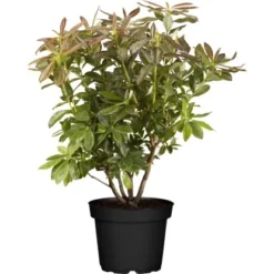 OBI Sommergrüne Azalee "Rosata" Höhe Ca. 40 - 50 Cm Topf Ca. 5 L Rhododendron