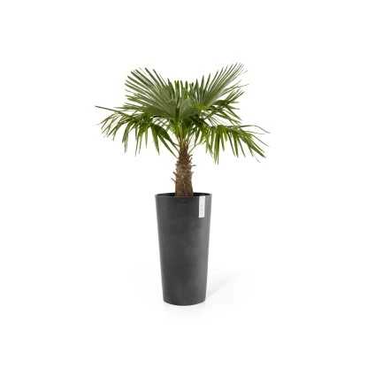 Ecopots Pflanztopf Amsterdam Hoch Dunkelgrau 41 Cm X 76 Cm 4 Ecopots Pflanztopf Amsterdam Hoch Dunkelgrau 41 Cm X 76 Cm – Bild 2